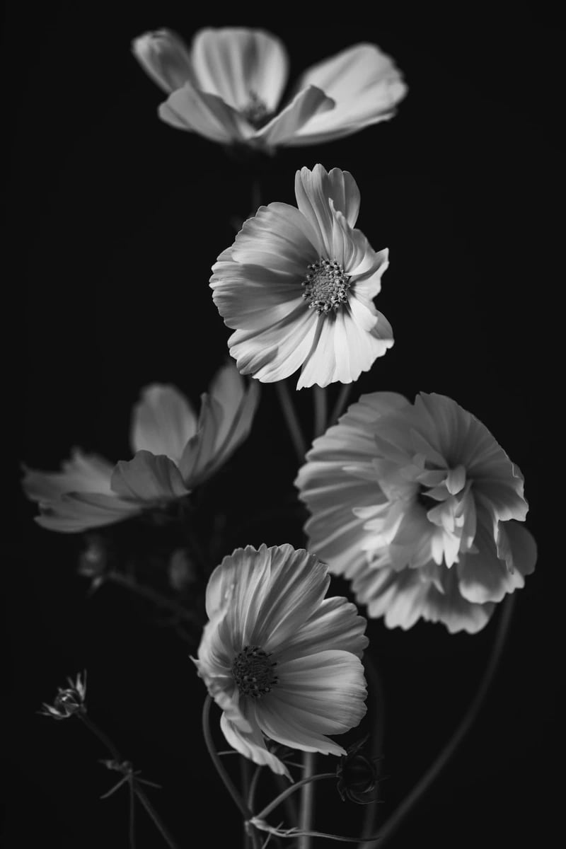 Fondo floral